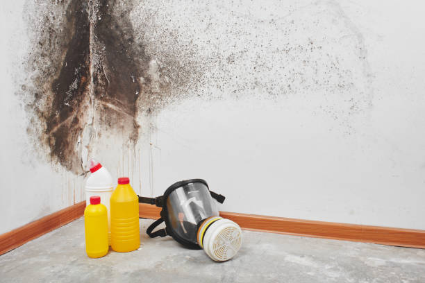 Best Mold Damage Repair  in Southport, CT