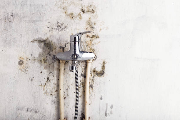 Best Emergency Mold Removal  in Southport, CT