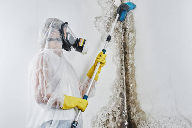 Professional Mold Removal in Southport, CT