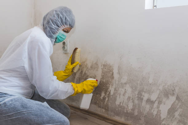 Attic Mold Removal in Southport, CT