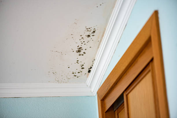 Best Home Mold Removal  in Southport, CT