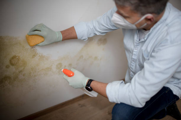 Best Attic Mold Removal  in Southport, CT