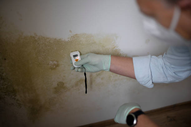 Best Certified Mold Removal  in Southport, CT